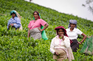 Laughing Tea Pickers